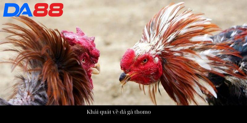 Đá Gà Thomo - Đấu Trường Đá Kê Đẳng Cấp Hàng Đầu Châu Á 2 Khái quát về đá gà thomo