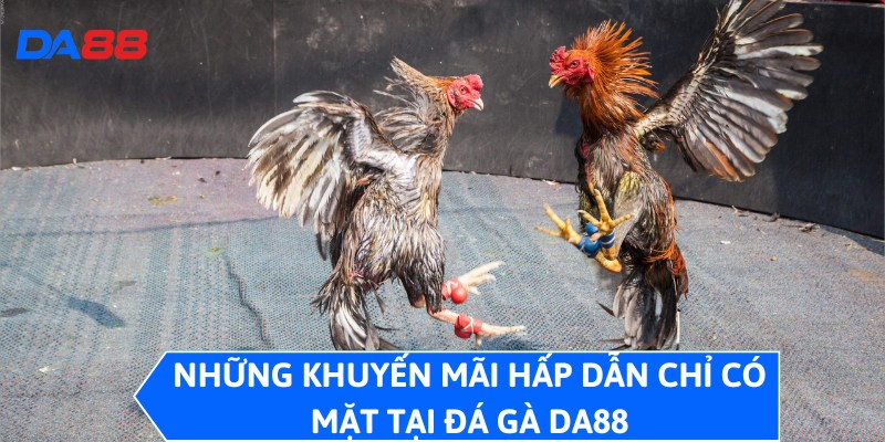 Đá Gà DA88 - Sảnh Cược Đỉnh, Trải Nghiệm Không Thể Bỏ Qua 4 Những khuyến mãi hấp dẫn chỉ có mặt tại đá gà DA88