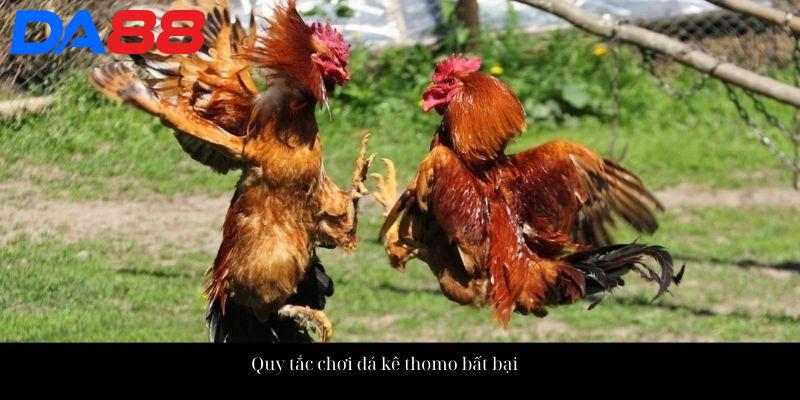 Đá Gà Thomo - Đấu Trường Đá Kê Đẳng Cấp Hàng Đầu Châu Á 4 Quy tắc chơi đá kê thomo bất bại
